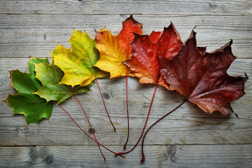 Wichita Auto Repair | Maple Street Auto Care | Maple Street Auto Repair